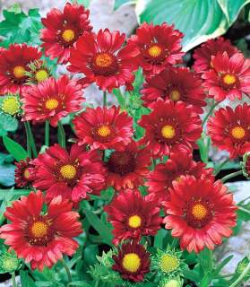 Gaillardia aristata 'Burgunder'